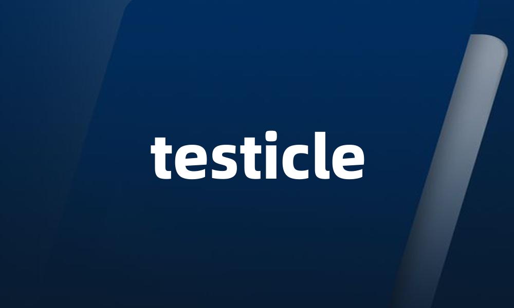 testicle