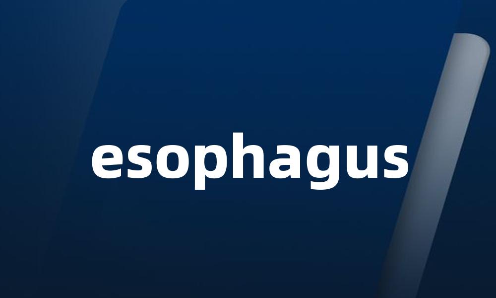 esophagus