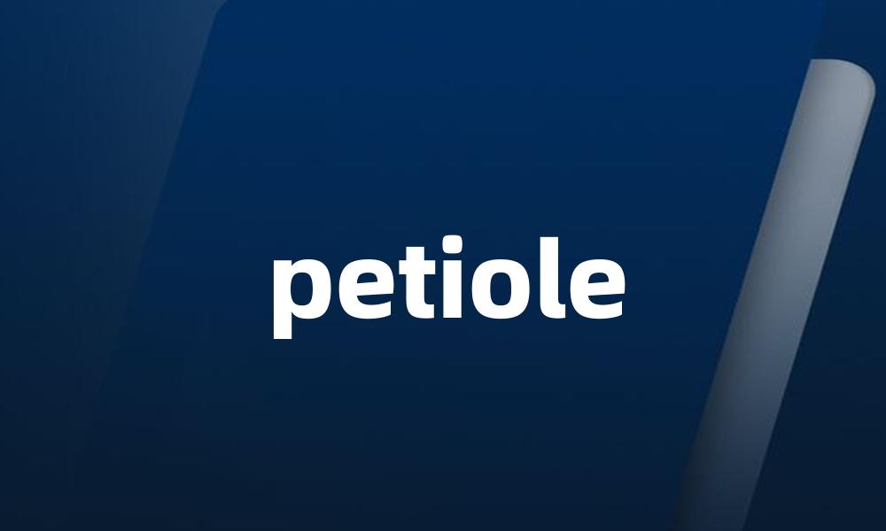 petiole