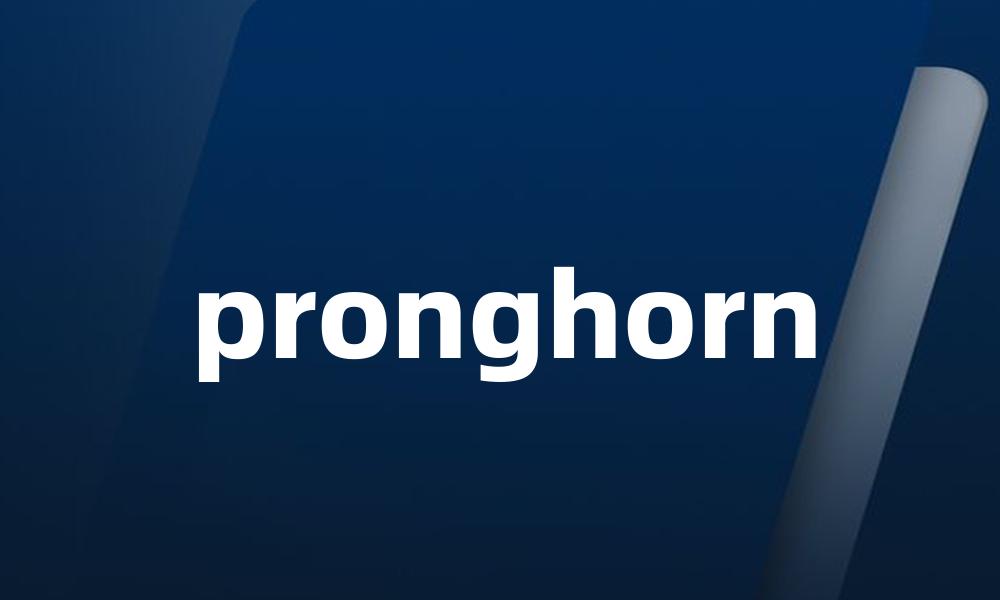 pronghorn