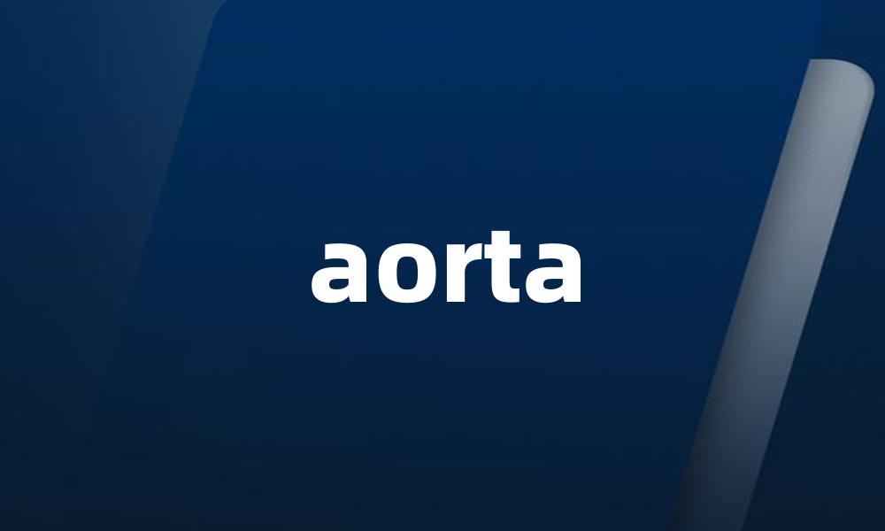 aorta