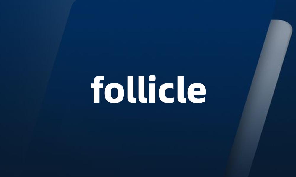 follicle