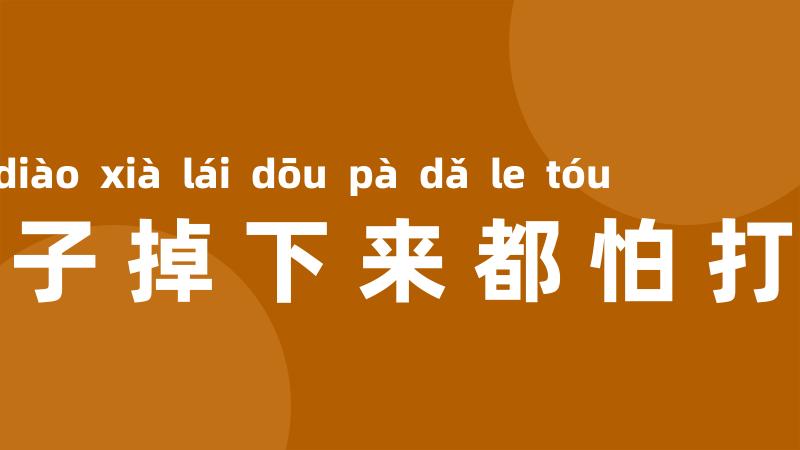 树叶子掉下来都怕打了头